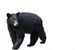 Black Bear