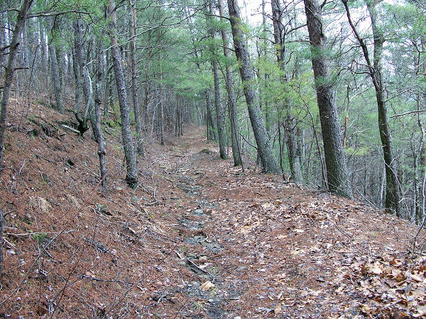 Hemp Top Trail